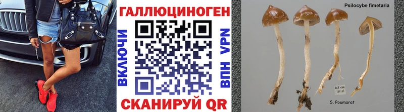 Псилоцибиновые грибы прущие грибы  площадка какой сайт  Коммунар 